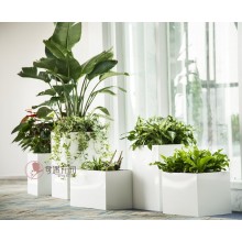 專注室內(nèi)綠植服務(wù)8年，綠植租賃，免費(fèi)養(yǎng)護(hù)，一站式商務(wù)空間